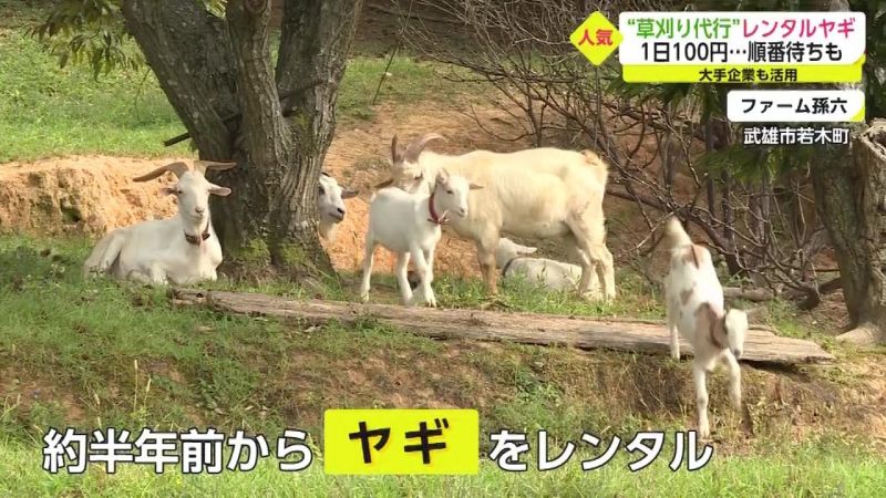 de-lam-viec-cat-co de-lam-viec-cat-co